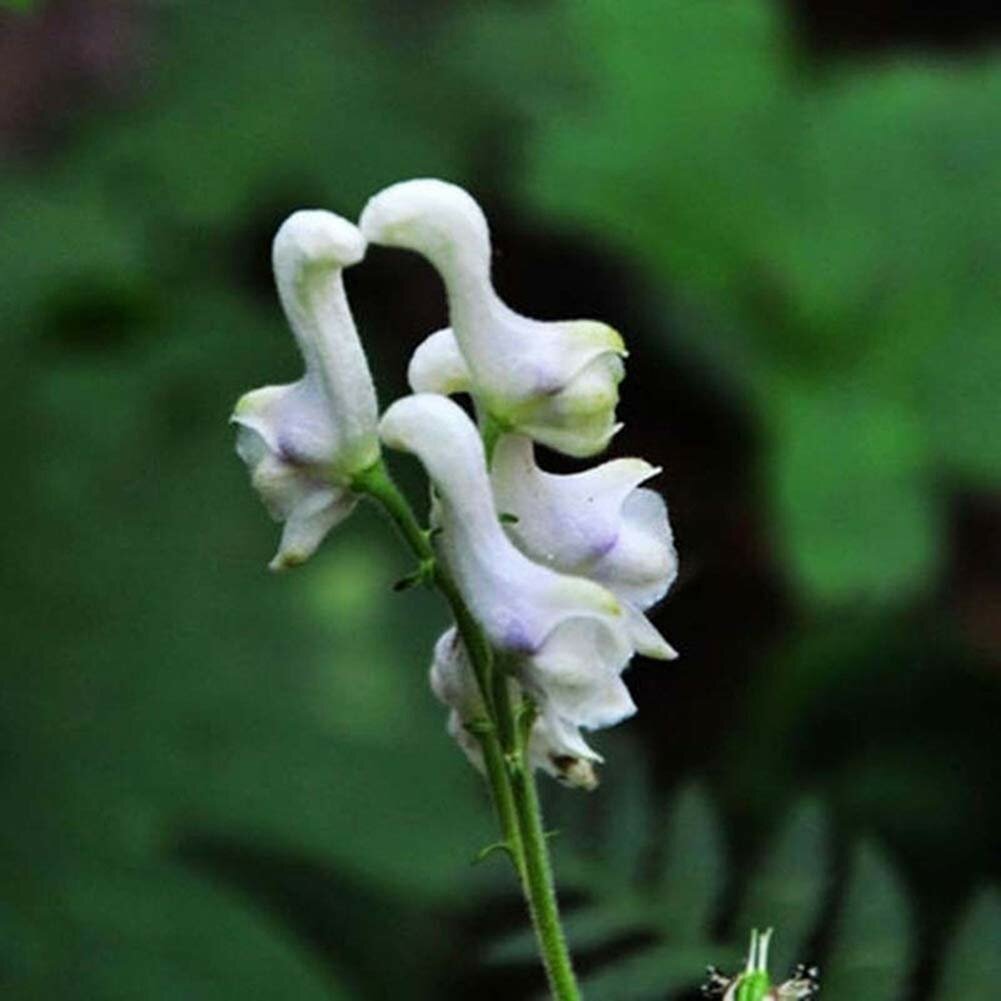 Fiori Bianchi Volanti.Egrow 100 Pz Pacco Semi Di Orchidea Flying Duck Orchid Flower